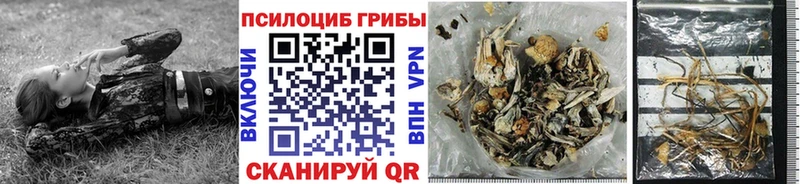 Галлюциногенные грибы Psilocybine cubensis  купить   Зеленодольск 
